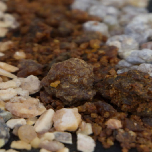 Vom Baum zum Räucherstoff - Räuchern mit Harzen & Hölzern