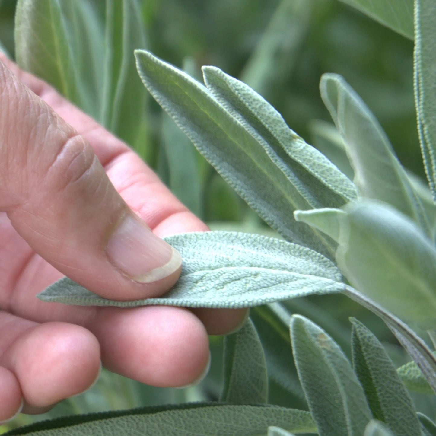 Fachausbildung in Räucherkunde – Alle 5 Seminare im Paket