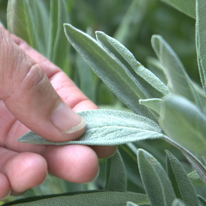 Fachausbildung in Räucherkunde – Alle 5 Seminare im Paket