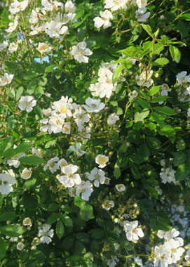 Artikelnummer: postkarte_rose1
