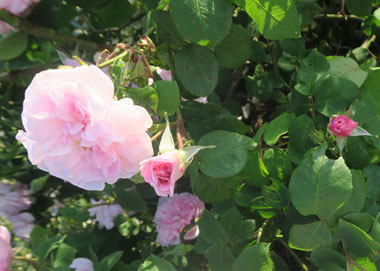 Artikelnummer: postkarte_rose2