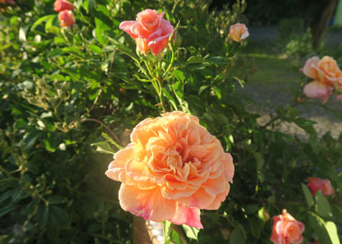 Artikelnummer: postkarte_rose3