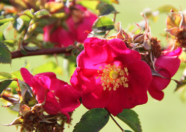 Artikelnummer: postkarte_rose4